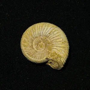 Ammonite perisphincte